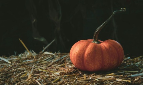 Pumpkin forfront with black background