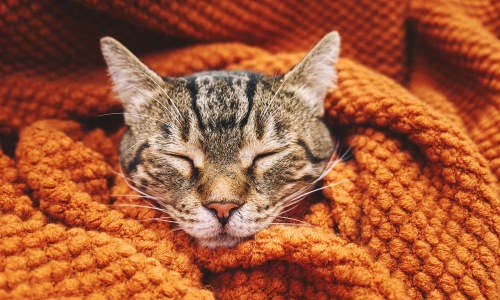 Kitten wrapped in an orange blanket